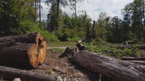 Best Storm Damage Tree Cleanup  in Shasta Lake, CA